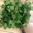 koivuvasta, koivuvihta
