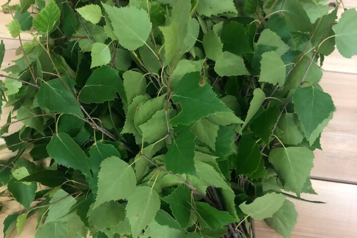 koivuvasta, koivuvihta